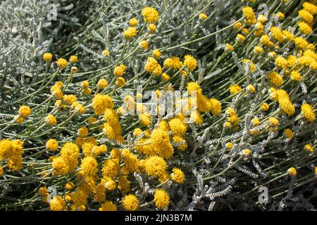 Graue santolina chamaecyparissus Baumwolle Lavendel gelbe Blüten im Sommergarten. Blühende immergrüne Strauchart silver santolina. Stockfoto