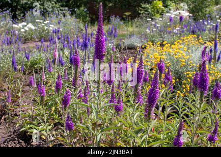 Lila veronica blüht im Sommergarten. Natürlicher floraler Hintergrund. Stockfoto