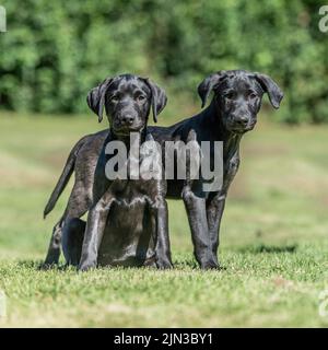 Schwarze labrador Retriever Welpen Stockfoto