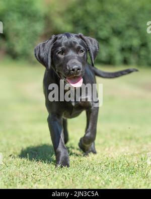 Labrador-Welpe Stockfoto