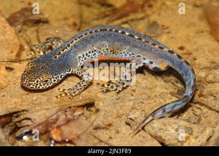Der Alpenmolch (Ichthyosaura alpestris) in einem natürlichen Lebensraum Stockfoto