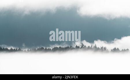 Reise durch die Wolken, Baumsilhouetten im Nebel, Tofino, Vancouver Island, British Columbia, Kanada. Stockfoto