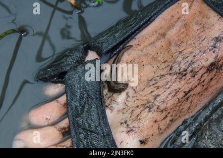 Hirudo medicinalis, der europäische medizinische Lauch am Mannbein in Sandalen am schmutzigen Wasser Stockfoto