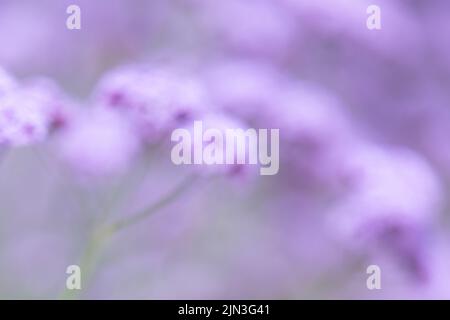 Weiche, unscharf violette pastellfarbene Blüten - Verbena bonariensis - mit Copyspace Stockfoto