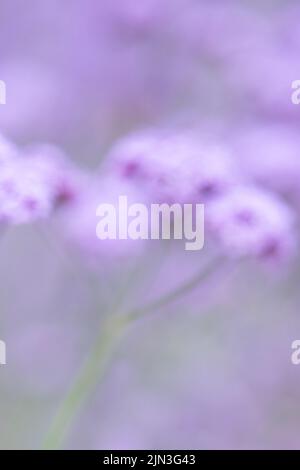 Weiche, unscharf violette pastellfarbene Blüten - Verbena bonariensis - mit Copyspace Stockfoto