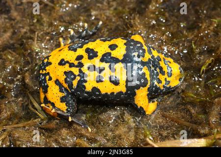 Die gelbbauchige Kröte (Bombina variegata) zeigt während des Abwehrverhaltens Bauch Stockfoto