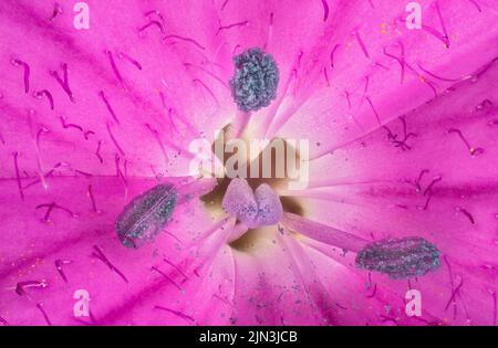 Rosa Wildkarnations-Blüten - Dianthus-Arten - unter dem Mikroskop, Stempel mit Stigma und Pollenpartikeln bedeckt Staubgefäß sichtbar. Bildbreite 9mm Stockfoto