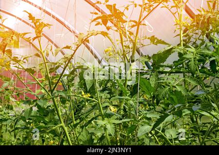 Blühende Tomatensämlinge, die in einem Gewächshaus mit Seilen gebunden sind. Haushaltsfarm im Sonnenlicht Stockfoto