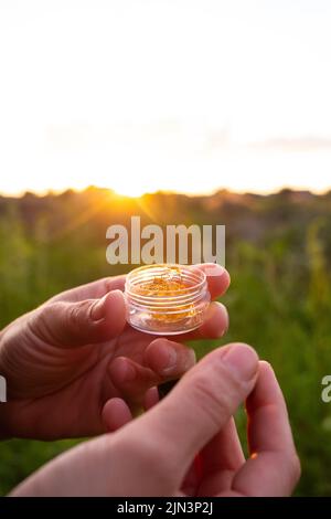 goldenes Cannabiswachs bei Sonnenuntergang, thc-Harz-Konzentrat. Stockfoto