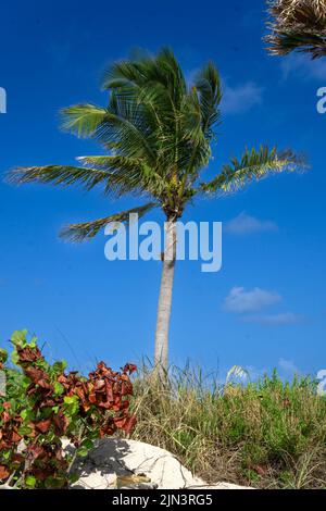 Dania Beach, FL - USA 27. Juli 2022 Vertikale Ansicht einer Palme im Dania Beach Ocean Park, der sich am Atlantischen Ozean im Süden Floridas befindet. Stockfoto