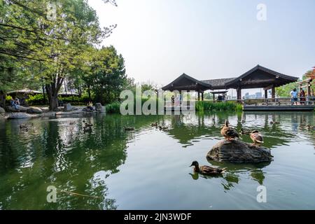 Mississauga, Ontario, Kanada - Juli 18 2021 : Kariya Park Pavilion pond. Ein japanischer Garten in der Innenstadt von Mississauga. Stockfoto