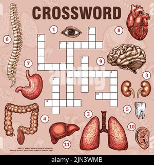 Menschliche Organe und Körperteile, Kreuzworträtsel Arbeitsblatt, finden Wort Quiz, Vektor-Spiel. Medizinisches Kreuzworträtsel, um Wörter der Körperanatomie, der Organe, des Herzens und der Lungen, der Leber und des Auges, der Wirbelsäule und des Zahnes oder der Nieren zu erraten Stock Vektor