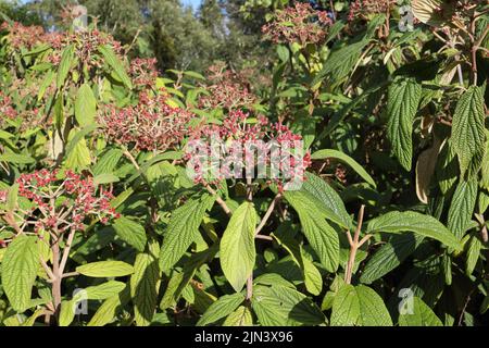 Rote Beeren auf Stängel, Cotoneaster immergrünen Strauch Randpflanze Stockfoto