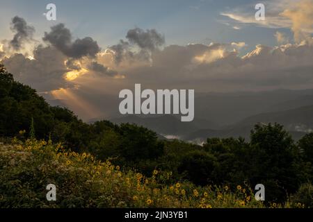 Im Tal unter dem Sonnenblumenfeld sammeln sich Wolkenflüster Stockfoto