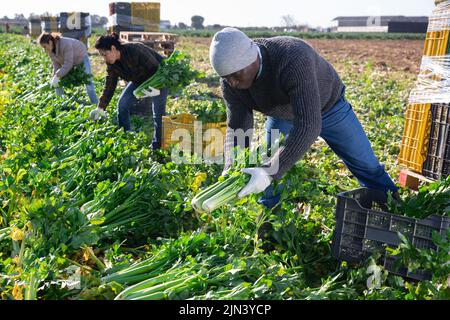 Selbstbewusster Mann, der sich mit dem Anbau von Bio-Gemüse beschäftigt und die Ernte von reifem Sellerie in Schachteln auf dem Feld arrangiert Stockfoto