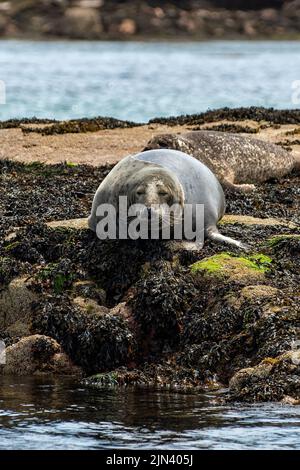 Atlantic Grey Seal, Halichoerus grypus, Mull, Argyll and Bute, Schottland Stockfoto