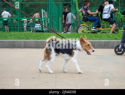 Batumi, Georgia. 07.18.2022 kleiner Hund an einer engen Leine. Hund läuft im Park. Gehen. Haustiere. Zotteliger dreifarbiger Hund. Öffentlicher Ort. Menschen im Park Stockfoto