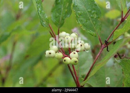 Rotoosier-Dogwood-Beeren mit grünen Blättern und Regentropfen im Bunker Hill Woods in Chicago Stockfoto