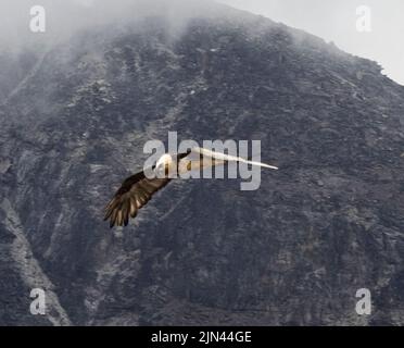 Himalaya-Lammergeier (Gypaetus barbatus) auch bekannt als Bartgeier auf dem Flügel über der Moräne des Khumbu-Gletschers bei Lobuche. Stockfoto