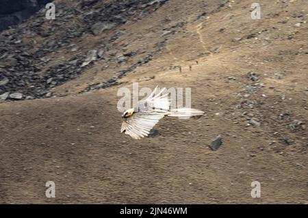 Nahaufnahme eines Himalaya-Lammergeiers (Gypaetus barbatus), auch bekannt als Bartgeier auf dem Flügel über der Moräne des Khumbu-Gletschers bei Lobuche. Stockfoto