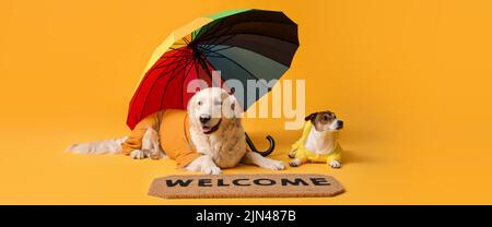 Lustige Hunde in Herbstkleidung und mit Regenbogenschirm auf gelbem Hintergrund Stockfoto
