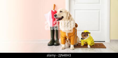 Lustige Hunde in Herbstkleidung warten auf den Besitzer im Flur. Banner für Design Stockfoto
