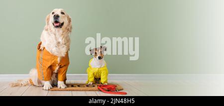 Lustige Hunde in Herbstkleidung sitzen neben Farbwand. Banner für Design Stockfoto