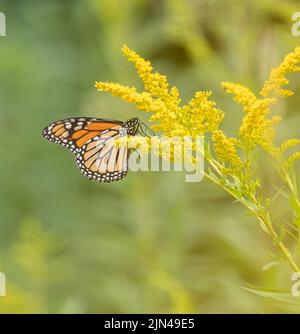 Ein Monarch Butterfly auf frühen Goldruten blüht im August Stockfoto