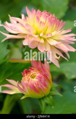 Zwei Dahlia-Blüten blühen in einer zarten Mischung aus Gelb und Rosa. Stockfoto
