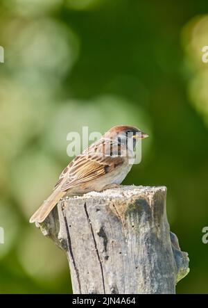 Sperling. Sperlinge sind eine Familie kleiner Singvögel, Passeridae. Sie sind auch als wahre Spatzen oder Spatzen der Alten Welt bekannt, für die auch Namen verwendet werden Stockfoto