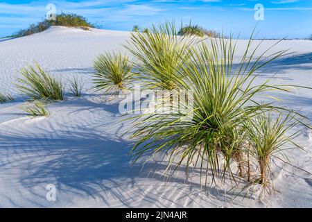 Dune Life Nature Trail, White Sands National Park, New Mexico, USA Stockfoto