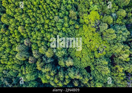 Komm, verirrte dich in der Schönheit von allem. High-Angle-Aufnahme eines wunderschönen grünen und üppigen Waldes. Stockfoto