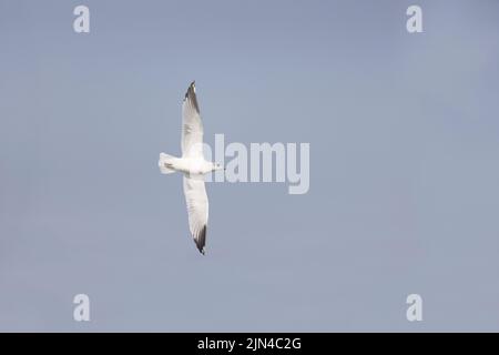 Gemeine Möwe Larus canus, Wintergefieder fliegen Erwachsene, Minsmere RSPB Naturschutzgebiet, Suffolk, England, September Stockfoto