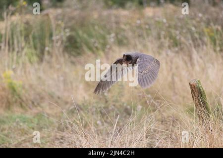 Stallkauz Tyto alba, melanistische Phase, Erwachsenenflug, Suffolk, England, September, kontrollierte Bedingungen Stockfoto