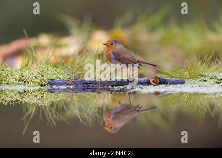 Europäischer Rotkehlchen Erithacus rubecula, erwachsener, mit Spiegelung am Wasserrand stehender, Suffolk, England, Oktober Stockfoto