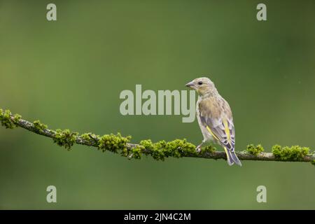 Europäischer Grünfink Carduelis chloris, Jungtier auf Ast, Suffolk, England, August Stockfoto