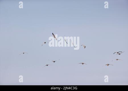 Graugans Anser anser, ausgewachsene Herde fliegend, vor der Landung whiffling, Minsmere RSPB Naturschutzgebiet, Suffolk, England, September Stockfoto