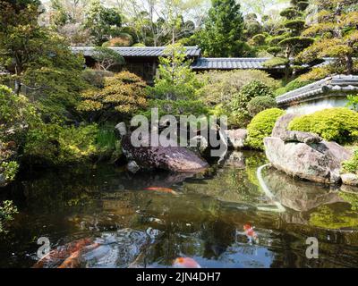 Sukumo, Japan - 8. April 2018: Traditioneller japanischer Garten mit Teich auf dem Gelände von Enkoji, Tempel Nummer 39 der Shikoku-Wallfahrt Stockfoto