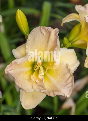 'Jean Swann' Daylily, Daglilja (Hemerocallis) Stockfoto