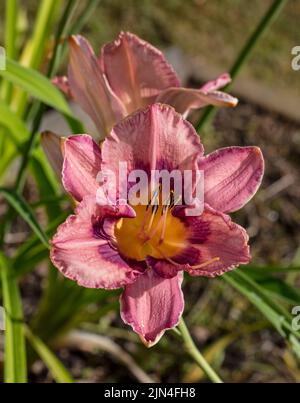 "El Torheit' Daylily, Daglilja (Hemerocallis) Stockfoto