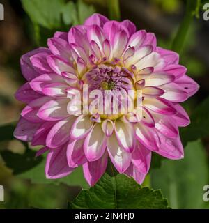 „Arbatax“ formell Dekorative Dahlien, Dekorativdahlien (Dahlien x Hortensis) Stockfoto