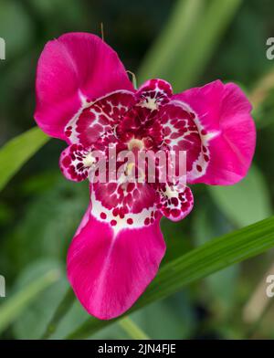 „Mix“-Tiger-Iris, Påfågelslilja (Tigridia pavonia) Stockfoto