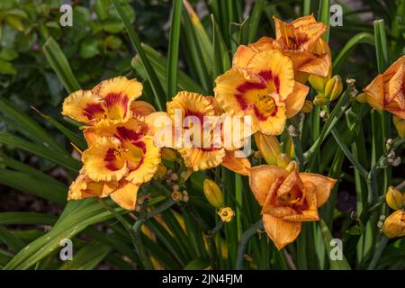 'Tigerling' Daylily, Daglilja (Hemerocallis) Stockfoto