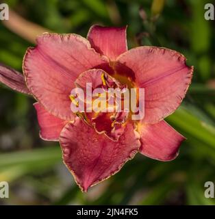 "Forsyth Doppel Datum "Daylily, Daglilja (Hemerocallis) Stockfoto