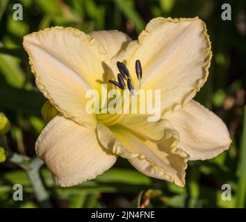 "Arctic Snow' Daylily, Daglilja (Hemerocallis) Stockfoto