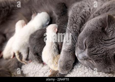 Schottische Falte Mutter Katze und Kätzchen Stockfoto