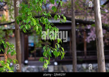 Der Spross von Baumblättern in der Frühjahrssaison in Kyoto, Japan. Es gibt Sakura Kirschblüten und alte traditionelle Holzhäuser im Hintergrund Stockfoto