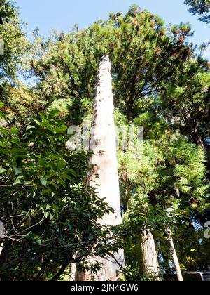 Die Holzsäule Onbashira auf dem Gelände von Suwa Taisha Shimosha Harumiya, einem der vier Schreine im Suwa Grand Shrine Komplex - Präfektur Nagano, Stockfoto