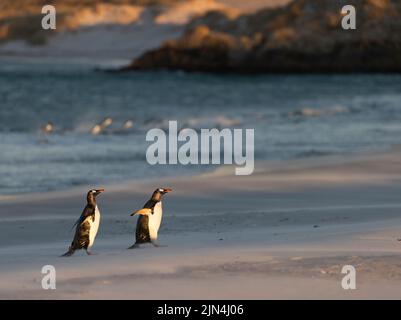 Gentoo-Pinguin (Pygoscelis papua) eine Pinguinart der Gattung Pygoscelis, die auf den Falklandinseln gefangen wird Stockfoto