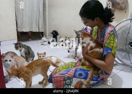 Pondok Kopi, Jakarta, Indonesien. 8. Aug, 2022. Frau lebt Seite an Seite mit mehr als 20 streunenden Katzen in ihrem Haus in Jakarta am 9. August 2022. Die meisten geretteten streunenden Katzen waren krank, so dass sie durch Reinigung aufgenommen und gepflegt wurden. Katzen und regelmäßige Behandlung, damit Katzen wieder normal leben können. Derzeit machen viele Menschen Katzen zu Freunden, weil die Gesichter von Katzen für den Menschen von Belang sind, wie die Gesundheit, Schönheit und Entwicklung von Katzen, Nicht nur reinrassige Katzen, sondern auch wilde Katzen werden auch behandelt, weil streunende Katzen ein adaptives Immunsystem haben. Stockfoto